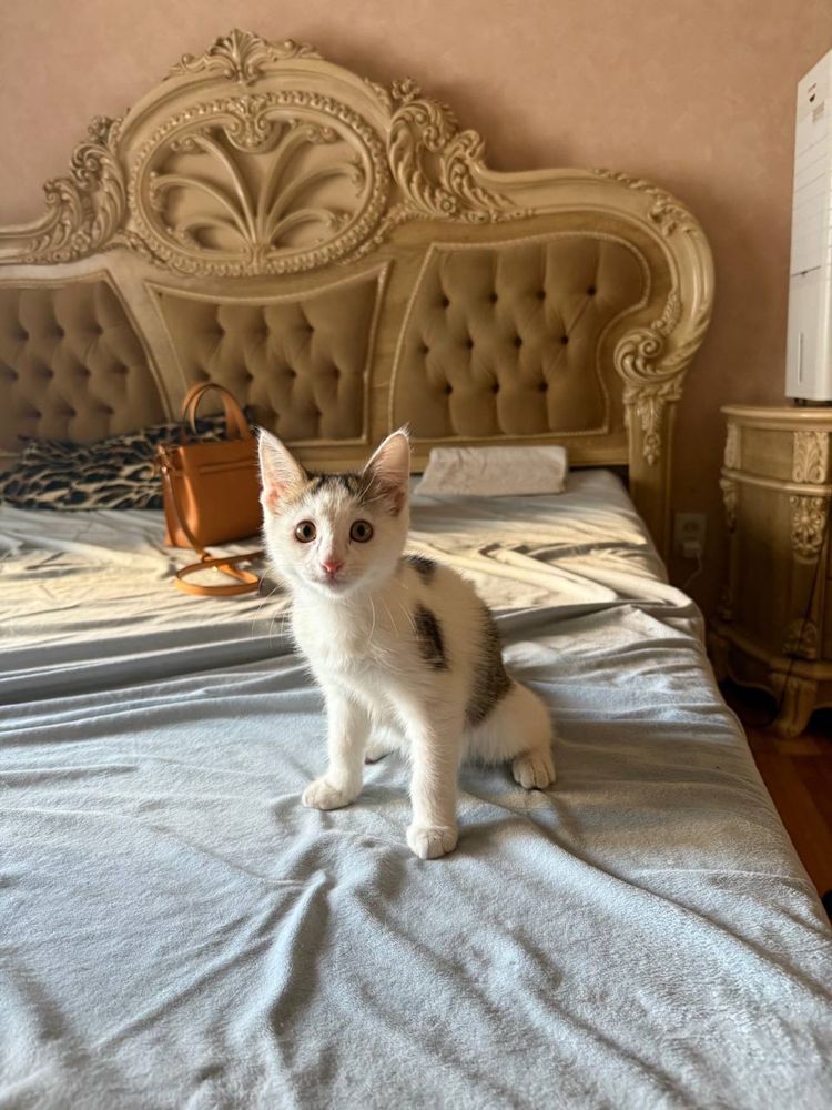 Отдам в добрые руки котята