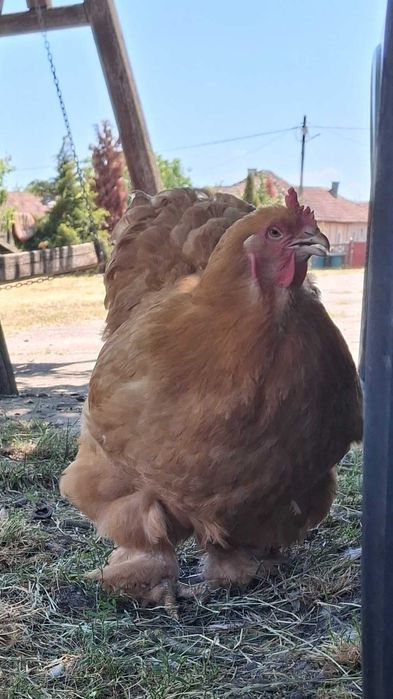 2 gaini cochinchina uriaș galben