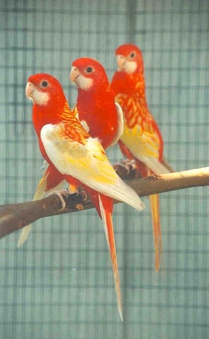 Крупные попугай на рассрочку