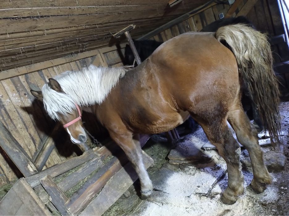 Vand manza de 1 an si 3 luni!