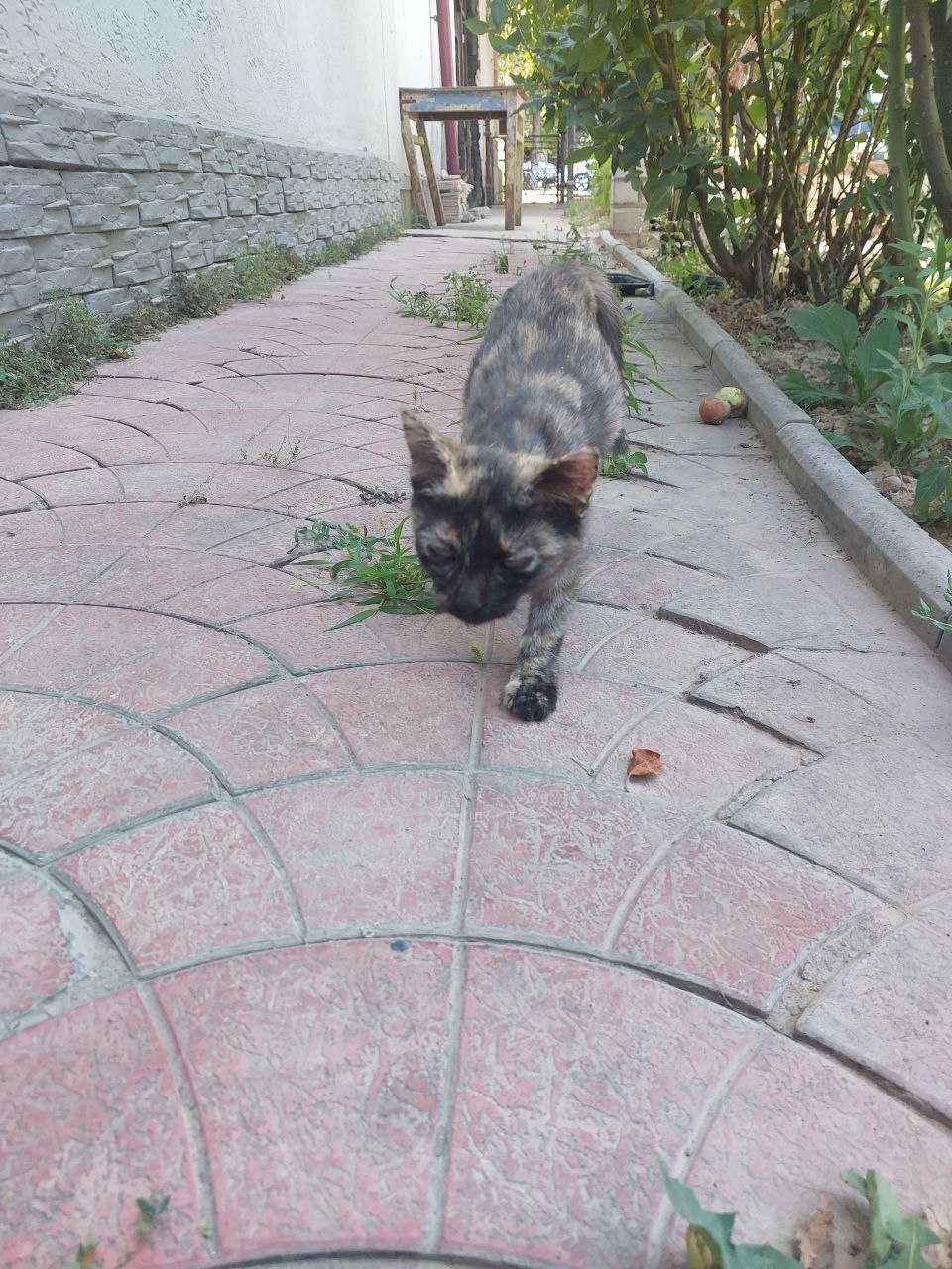 Отдам в добрые руки! Котёнок, девочка, ненавязчивое наблюдение!