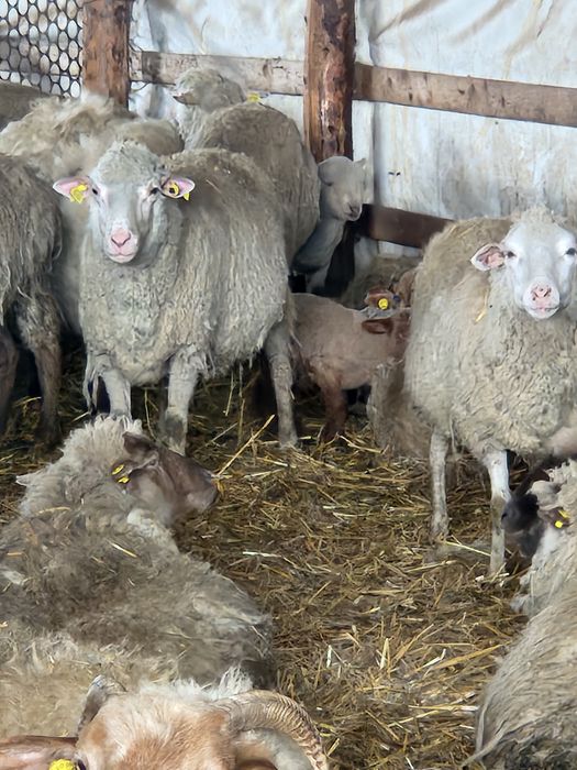 Oi tinere 190 fatate schimb cu auto sau tractor