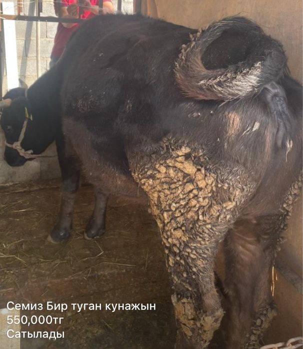 Семиз құнажын соғымға