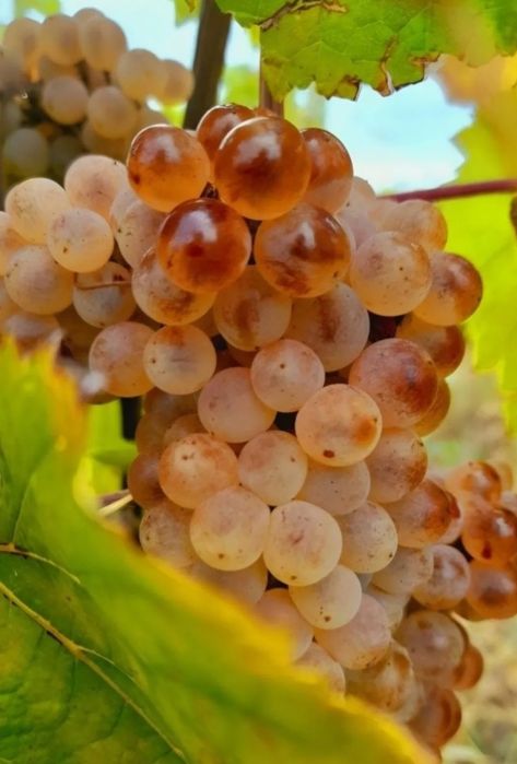 Vând struguri pentru vin