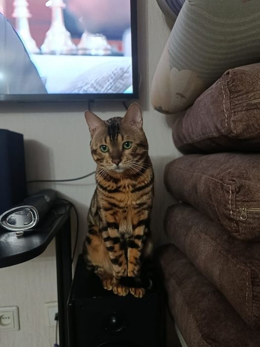 Продам кота Бенгал 1.5 года к лотку приучен