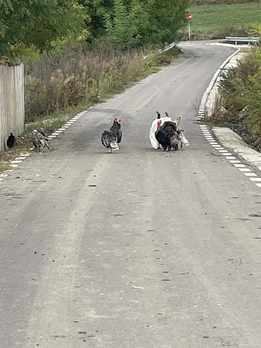 Vând sau schimb  curci
