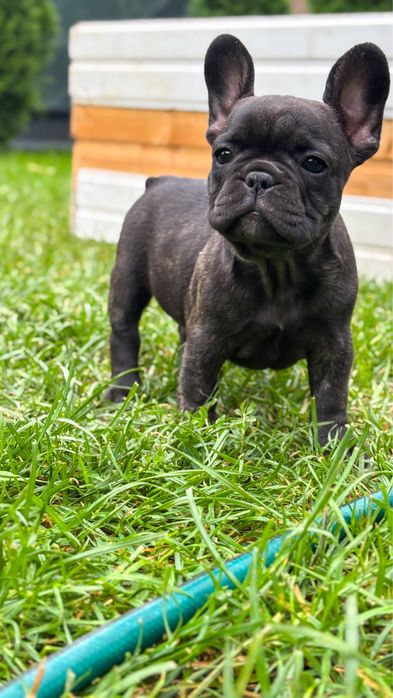 Bulldog Francez Brindle
