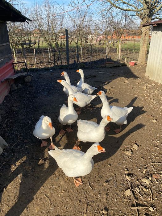 Gâște de vânzare 8 bucati