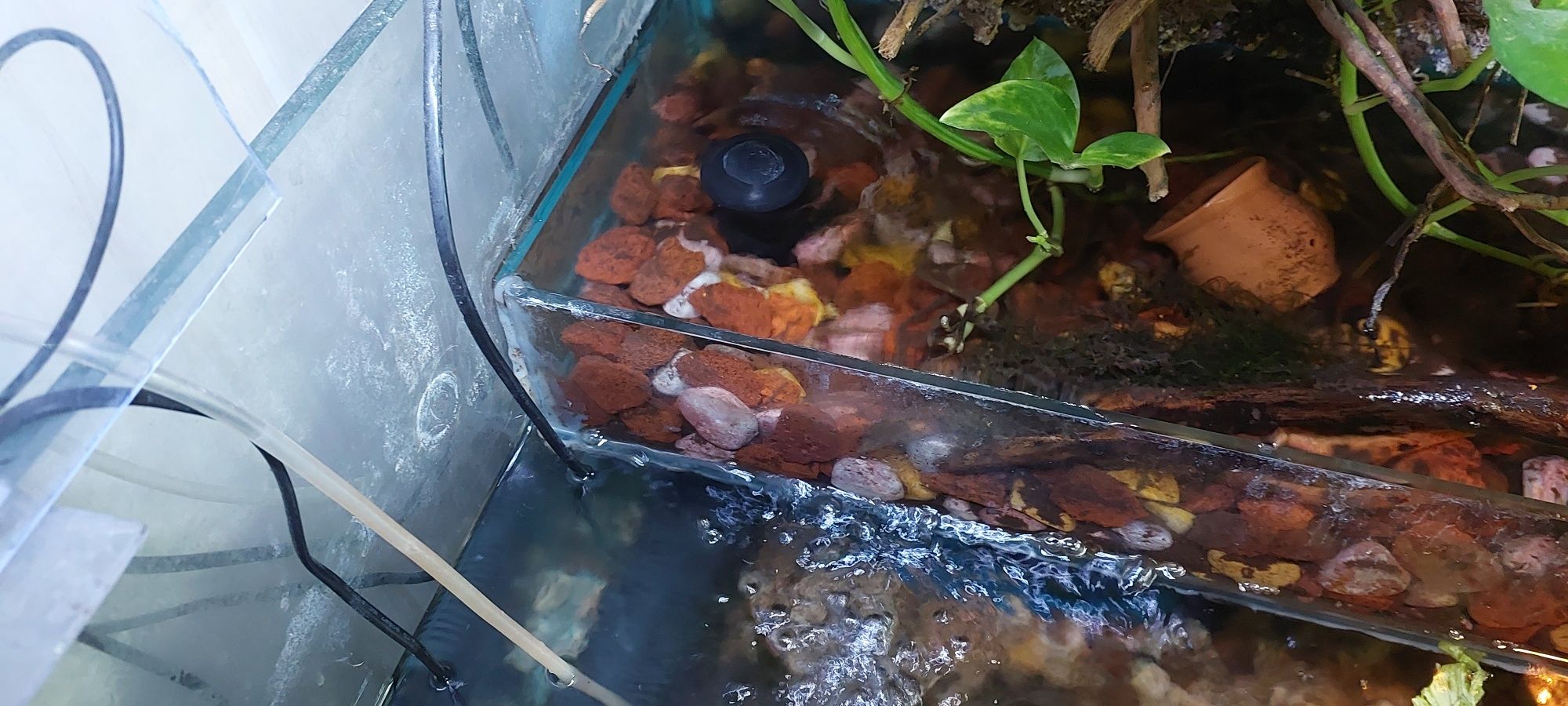 Akvarium palyudarium sotiladi.