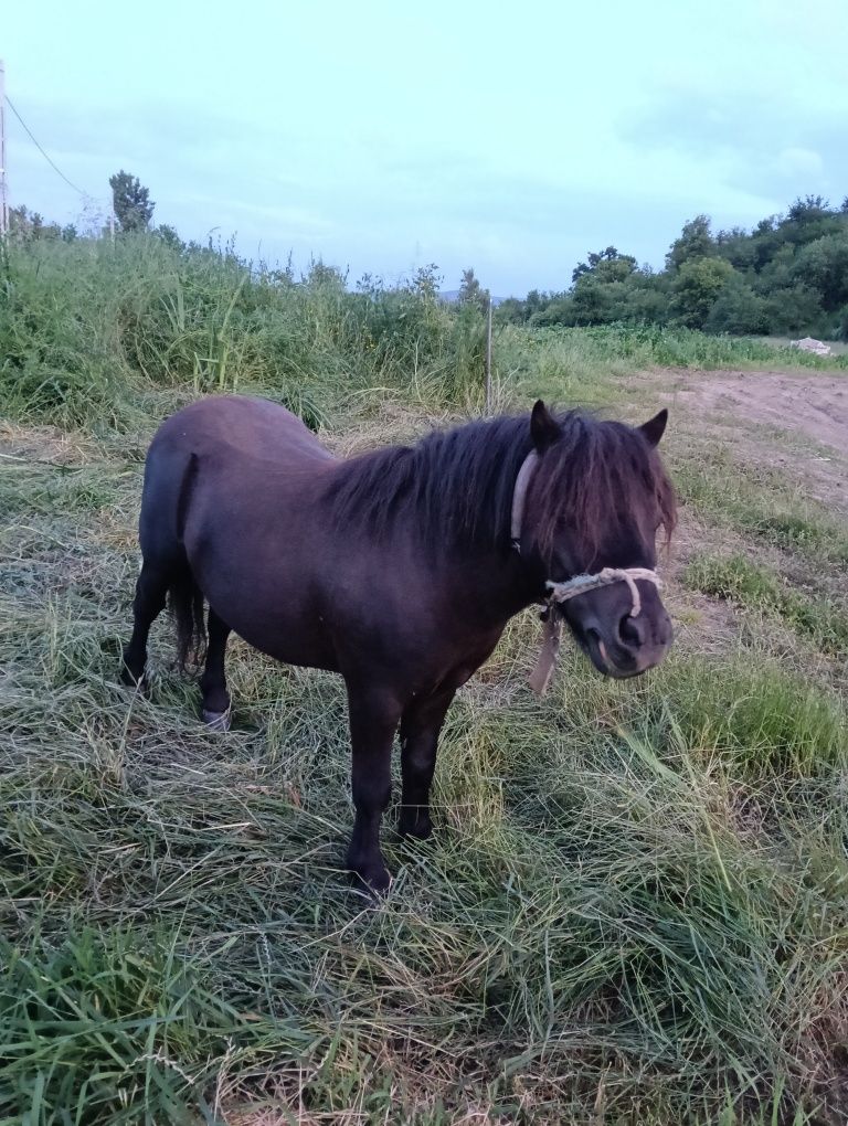 Vând ponei talie mica