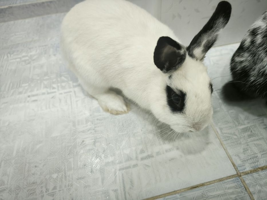 Карликовый кролик домашний 3 с половиной месяца