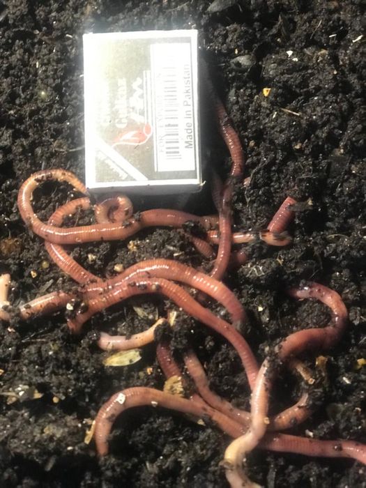 Червь для рыбалки Дендробена и Калифорнийский