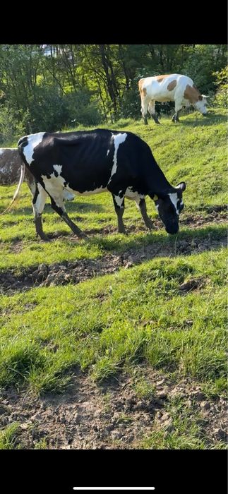 Ofer spre vanzare juninci holstein gestante!