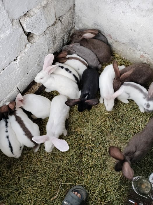 Vând iepuri frumosi