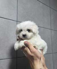 Bichon maltesse/maltez toy