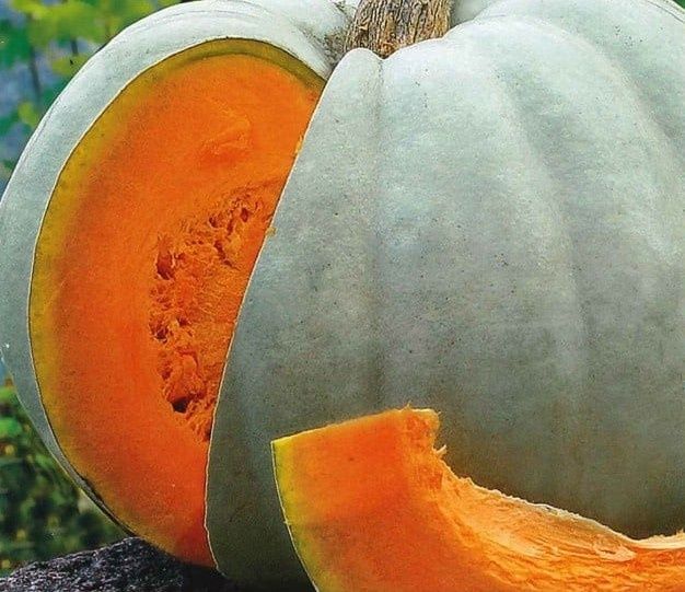 Dovleac plăcintar