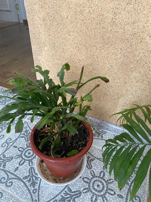 Комнатные цветы разные