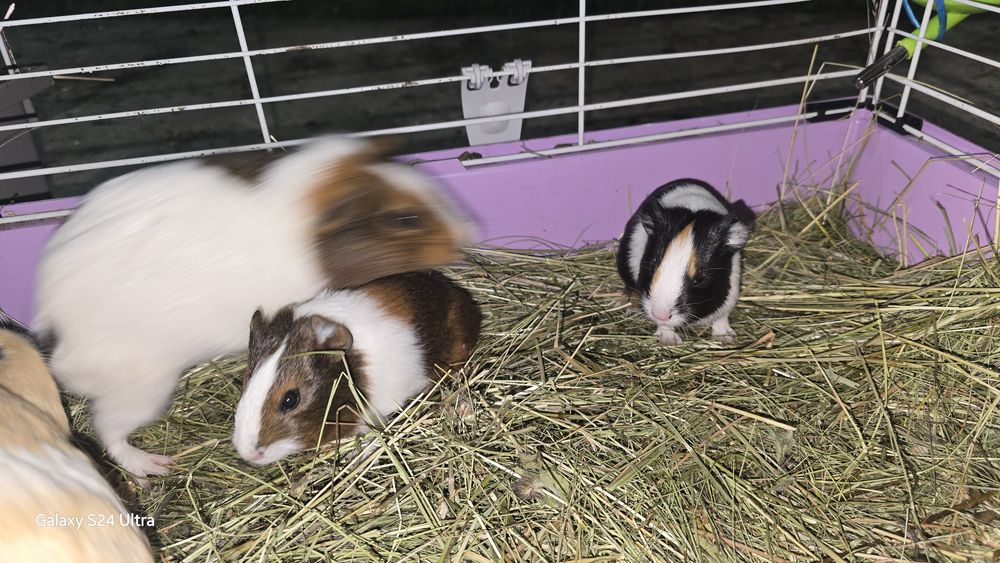 Porcusori de guineea