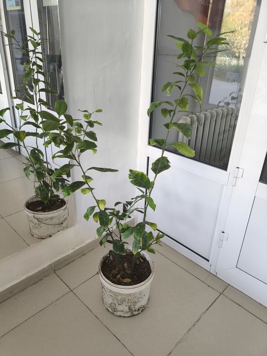 Продаются лимоны