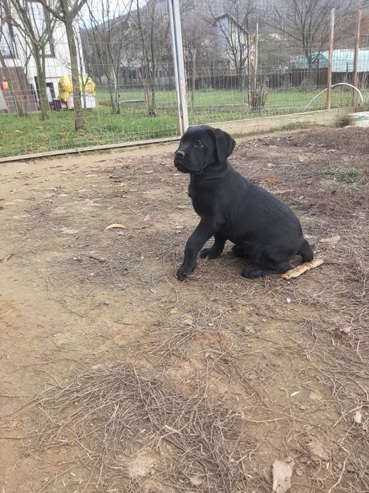 Cane corso negru
