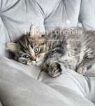 British Longhair Silver Tabby Golden Tarnish, Pedigree, Mascul