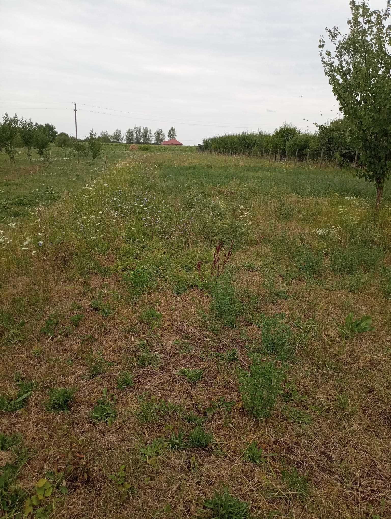 Casa Cu Teren De Vanzare - Satmarel, Satu Mare