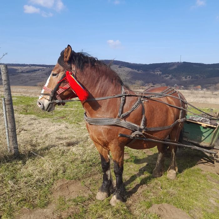 Mânz armăsar în vârstă de 6 luni