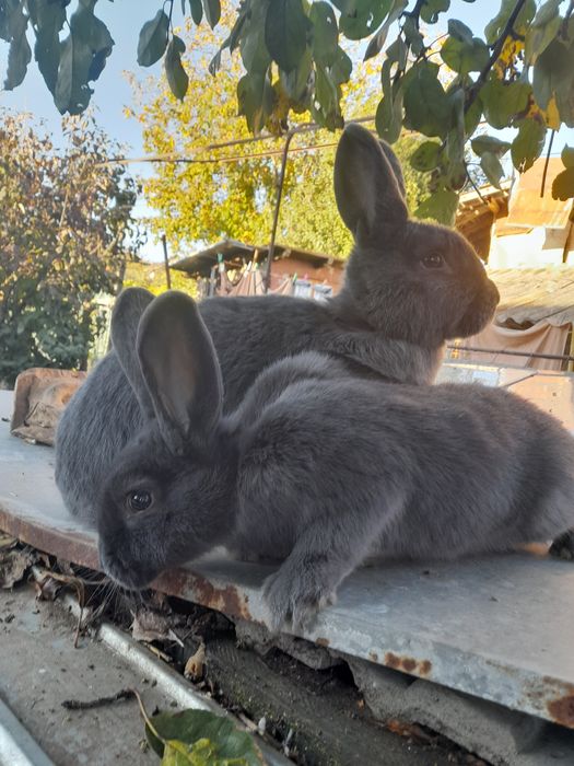 Vând, schimb tineret și maturi, rase pure uriașe și pitice