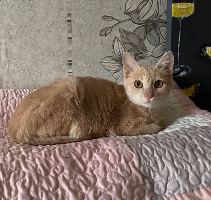 Отдам котенка, девочка