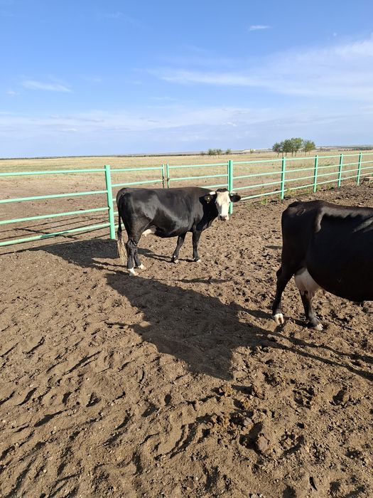 Продам дойных коров 28 голов