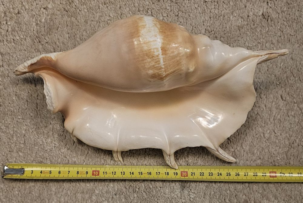 Scoică mare Lambis Truncata (Spider Conch), 29 cm, decor marin