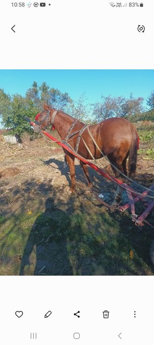 Vând un cal castrat cuminte de 3 ani jumate