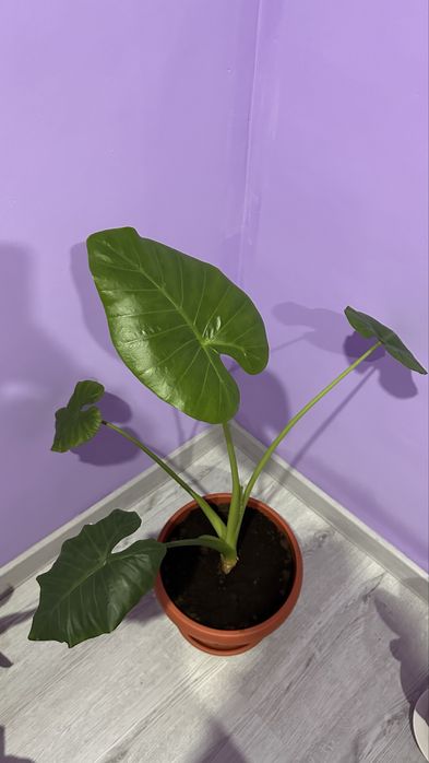 продам комнатные цветочки