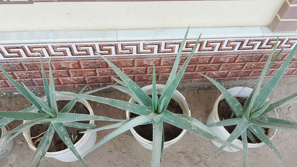 алойе гули жуда арзон офис учун