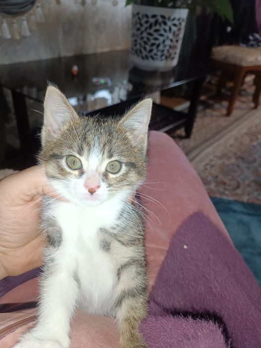 Срочно отдам котят