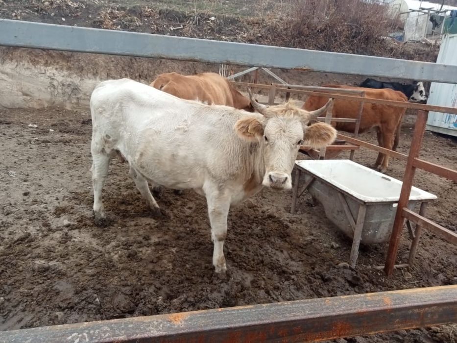 Продам дойных, породистых и казахских коров от 500 000 до 1,5 млн тг
