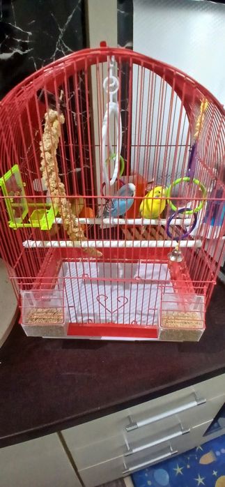 Vând 2 peruși + colivie 150 kei