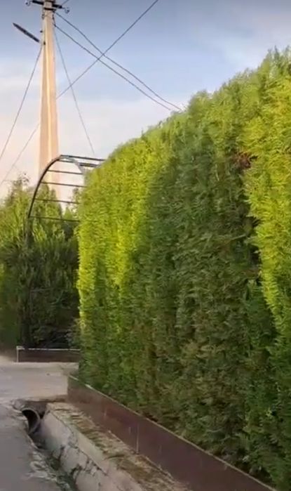 Archa dorilash va shakli berish xizmati