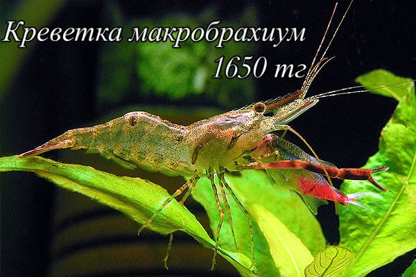 Новое Поступление Аквариумных Рыб Лермонтова 112 АкваМаркет