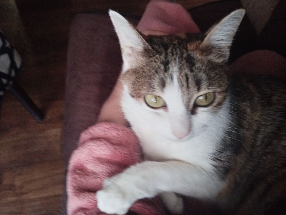 отдам кошку в добрые руки