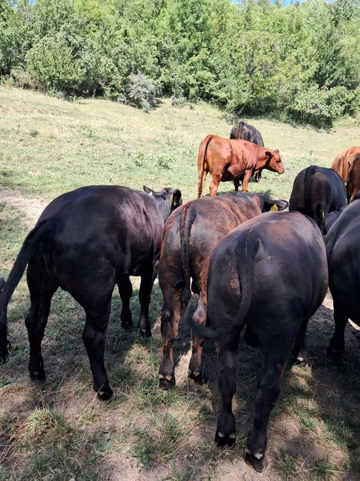 De vânzare vitei angus