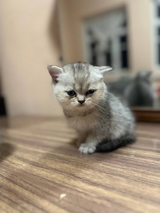 Британский мушук