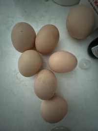 Кохинхин инкубационное яйцо