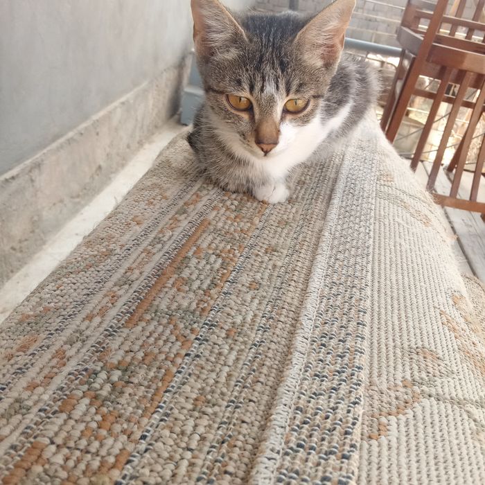 Хадияга берилади