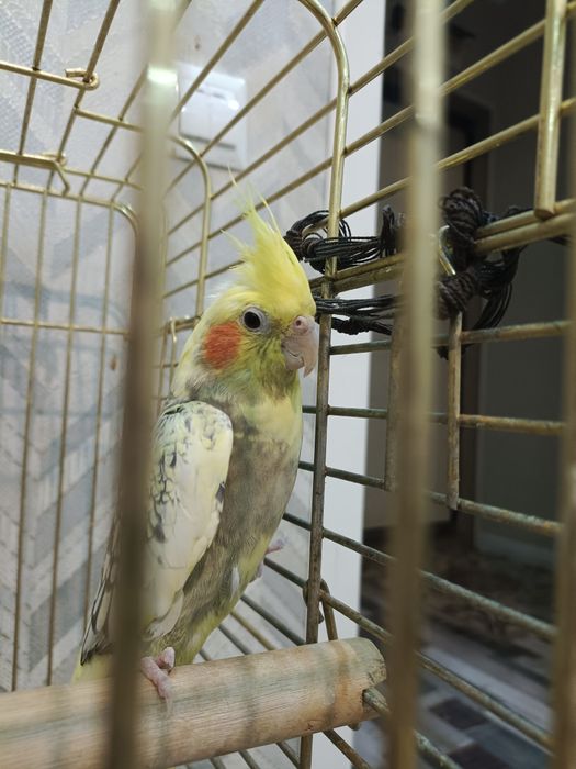 Домашние птицы отдадим в добрые руки