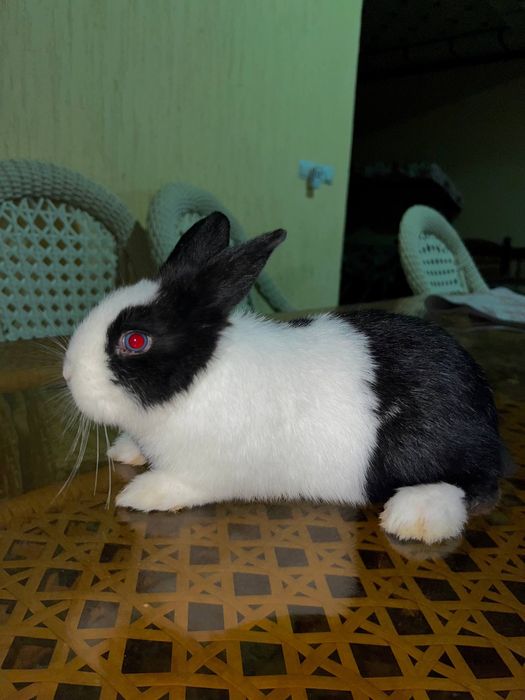 Quyon karlik кролик