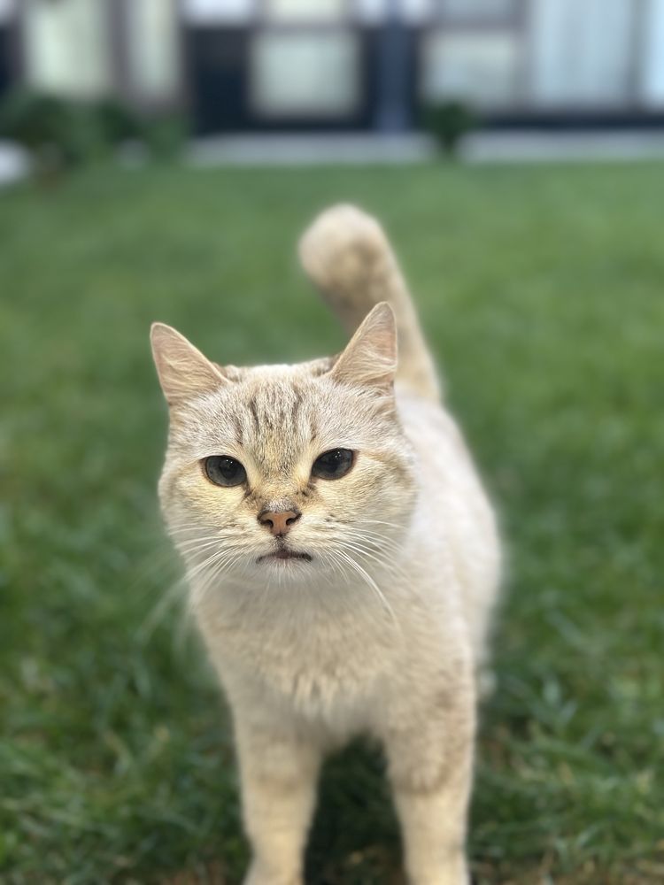 Кошка пародия silver shaded или Biritish shorthair