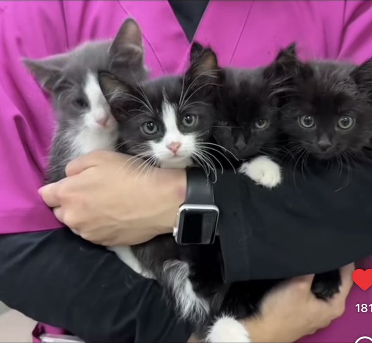 Отдам в заботливые руки