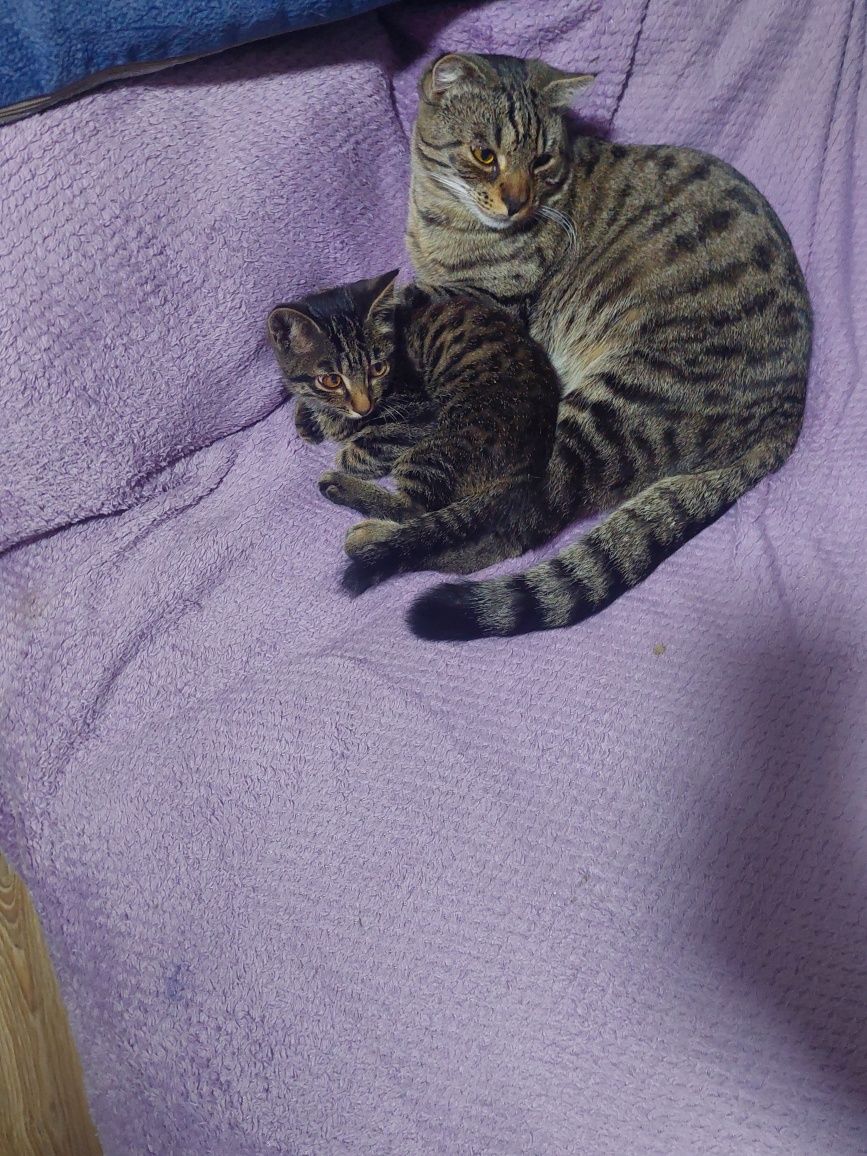 Котята, котик и кошечка
