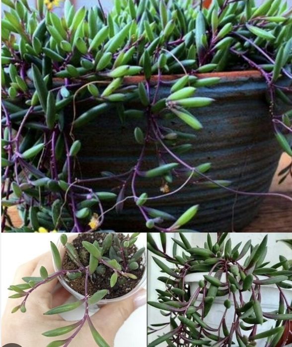 Ампельное растение оттона